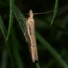 Eutorna tricasis (A Depressariid moth) at Freshwater Creek, VIC - 27 Nov 2022 by WendyEM