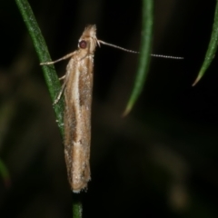 Eutorna tricasis at Freshwater Creek, VIC - 27 Nov 2022