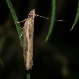 Eutorna tricasis at Freshwater Creek, VIC - 27 Nov 2022