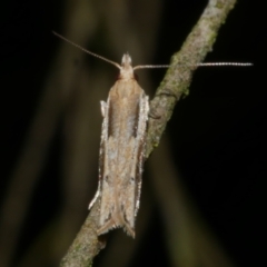 Eutorna tricasis (A Depressariid moth) at Freshwater Creek, VIC - 27 Nov 2022 by WendyEM