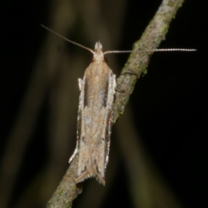 Eutorna tricasis at Freshwater Creek, VIC - 27 Nov 2022