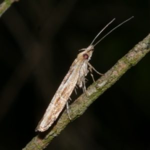 Eutorna tricasis at Freshwater Creek, VIC - 27 Nov 2022