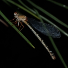 Xanthagrion erythroneurum at Freshwater Creek, VIC - 26 Nov 2022 by WendyEM