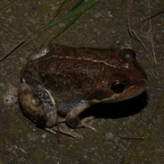 Limnodynastes dumerilii (Eastern Banjo Frog) at Freshwater Creek, VIC - 26 Nov 2022 by WendyEM