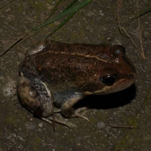 Limnodynastes dumerilii at Freshwater Creek, VIC - 26 Nov 2022 09:10 PM