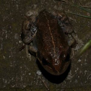 Limnodynastes dumerilii at Freshwater Creek, VIC - 26 Nov 2022 09:10 PM