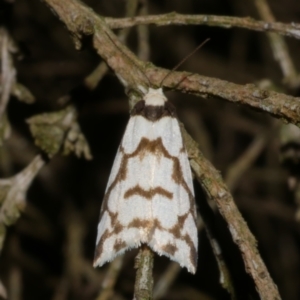 Chiriphe dichotoma at Freshwater Creek, VIC - 26 Nov 2022