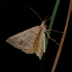 Parosteodes fictiliaria at Freshwater Creek, VIC - 26 Nov 2022 09:23 PM