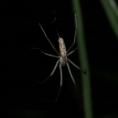 Tetragnatha sp. (genus) (Long-jawed spider) at Freshwater Creek, VIC - 25 Nov 2022 by WendyEM