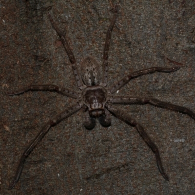 Isopeda montana (Mountain Huntsman) at Freshwater Creek, VIC - 25 Nov 2022 by WendyEM