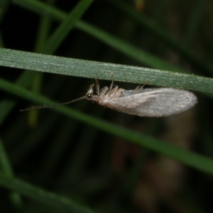 Micromus tasmaniae at Freshwater Creek, VIC - 12 Nov 2022 09:27 PM