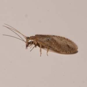 Micromus tasmaniae at Freshwater Creek, VIC - 10 Nov 2022