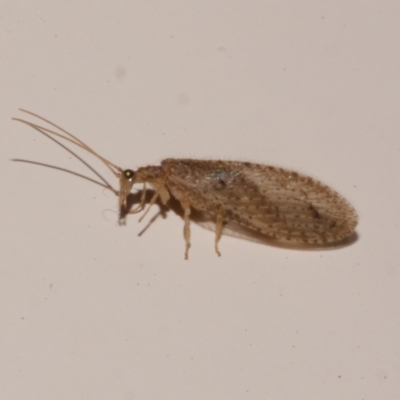 Micromus tasmaniae (Tasmanian Brown Lacewing) at Freshwater Creek, VIC - 10 Nov 2022 by WendyEM