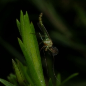 Chironomidae (family) at Freshwater Creek, VIC - 10 Nov 2022