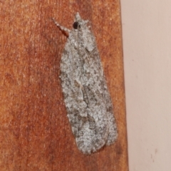 Acropolitis ergophora (A tortrix or leafroller moth) at Freshwater Creek, VIC - 10 Nov 2022 by WendyEM