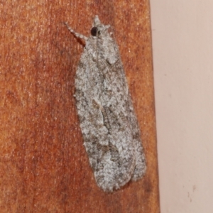 Acropolitis ergophora at Freshwater Creek, VIC - 10 Nov 2022 10:19 PM