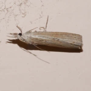 Culladia cuneiferellus at Freshwater Creek, VIC - 10 Nov 2022