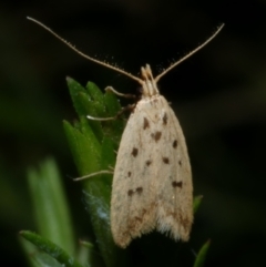 Atheropla psammodes (A Concealer moth (Eulechria group)) at Freshwater Creek, VIC - 10 Nov 2022 by WendyEM