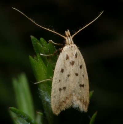 Atheropla psammodes (A Concealer moth (Eulechria group)) at Freshwater Creek, VIC - 10 Nov 2022 by WendyEM