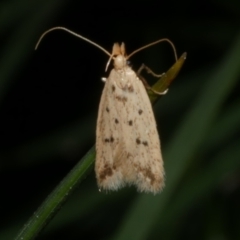 Atheropla psammodes (A Concealer moth (Eulechria group)) at Freshwater Creek, VIC - 10 Nov 2022 by WendyEM