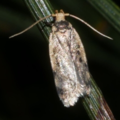 Hoplostega ochroma (a Eulechria Group moth) at Freshwater Creek, VIC - 10 Nov 2022 by WendyEM