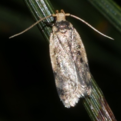 Hoplostega ochroma (a Eulechria Group moth) at Freshwater Creek, VIC - 10 Nov 2022 by WendyEM