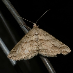 Syneora fractata at Freshwater Creek, VIC - 10 Nov 2022 10:16 PM