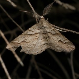 Syneora fractata at Freshwater Creek, VIC - 10 Nov 2022 10:05 PM