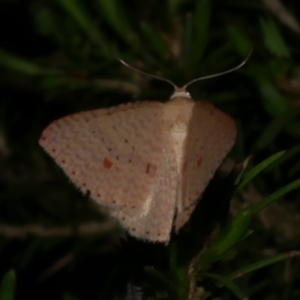 Epicyme rubropunctaria at Freshwater Creek, VIC - 10 Nov 2022 10:15 PM