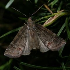 Microdes squamulata (Dark-grey Carpet) at Freshwater Creek, VIC - 10 Nov 2022 by WendyEM