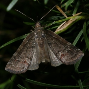 Microdes squamulata at Freshwater Creek, VIC - 10 Nov 2022 10:15 PM