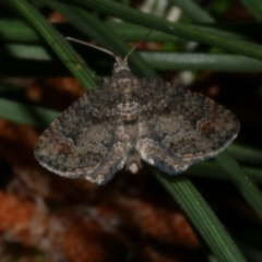 Pasiphilodes testulata (Pome looper) at Freshwater Creek, VIC - 10 Nov 2022 by WendyEM