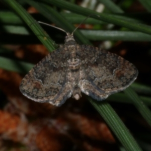 Pasiphilodes testulata at Freshwater Creek, VIC - 10 Nov 2022 09:45 PM