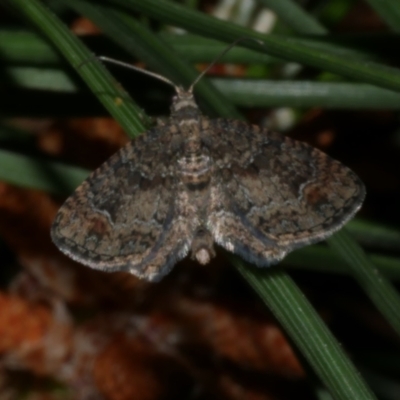 Pasiphilodes testulata (Pome looper) at Freshwater Creek, VIC - 10 Nov 2022 by WendyEM