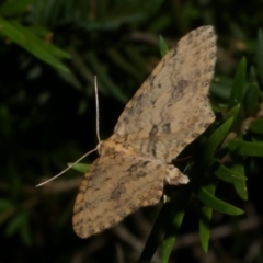 Poecilasthena scoliota (A Geometer moth (Larentiinae)) at Freshwater Creek, VIC - 10 Nov 2022 by WendyEM