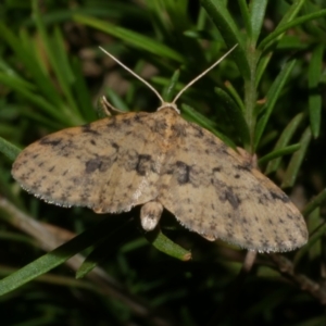 Poecilasthena scoliota at Freshwater Creek, VIC - 10 Nov 2022