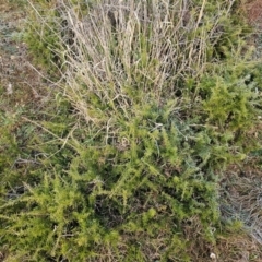 Grevillea juniperina (Grevillea) at Fyshwick, ACT - 31 Jul 2024 by Jiggy