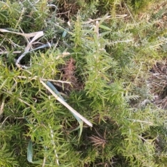 Grevillea juniperina at Fyshwick, ACT - 31 Jul 2024