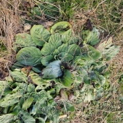 Echium plantagineum (Paterson's Curse) at Fyshwick, ACT - 31 Jul 2024 by Jiggy