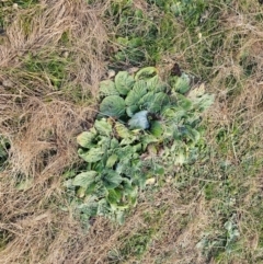 Echium plantagineum at Fyshwick, ACT - 31 Jul 2024