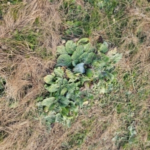 Echium plantagineum at Fyshwick, ACT - 31 Jul 2024