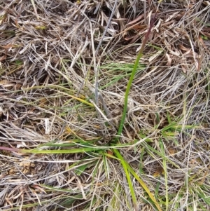 Eryngium ovinum at Fyshwick, ACT - 31 Jul 2024 10:45 AM