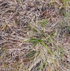 Eryngium ovinum at Fyshwick, ACT - 31 Jul 2024 10:45 AM