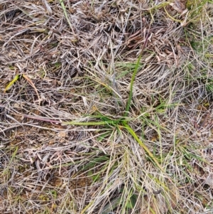 Eryngium ovinum at Fyshwick, ACT - 31 Jul 2024