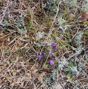 Hovea heterophylla at Fyshwick, ACT - 31 Jul 2024