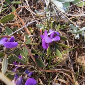 Hovea heterophylla at Fyshwick, ACT - 31 Jul 2024 10:11 AM