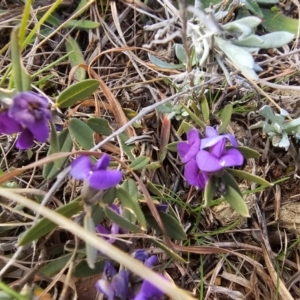 Hovea heterophylla at Fyshwick, ACT - 31 Jul 2024 10:11 AM