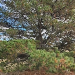 Pinus radiata (Monterey or Radiata Pine) at Fyshwick, ACT - 30 Jul 2024 by Jiggy