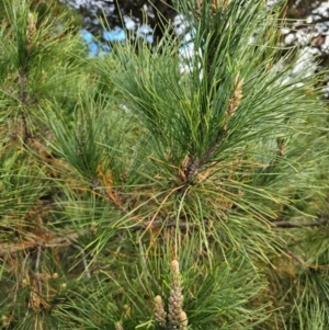 Pinus radiata at Fyshwick, ACT - 31 Jul 2024 09:45 AM