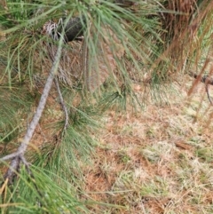 Pinus radiata at Fyshwick, ACT - 31 Jul 2024 09:45 AM